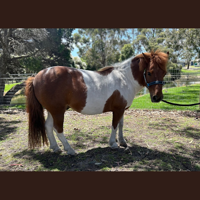 Photo of Diablo