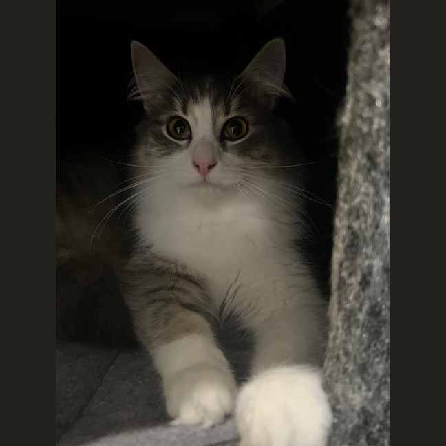 Photo of Pebbles