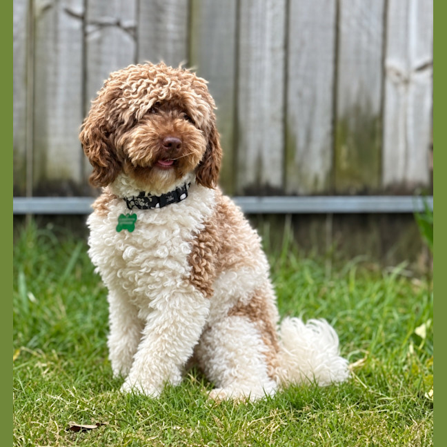 Photo of Bruno