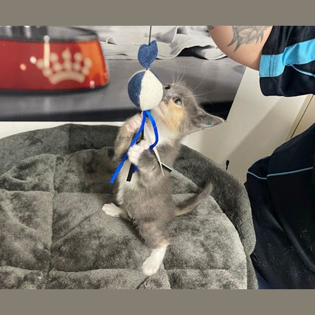 Photo of Peep
