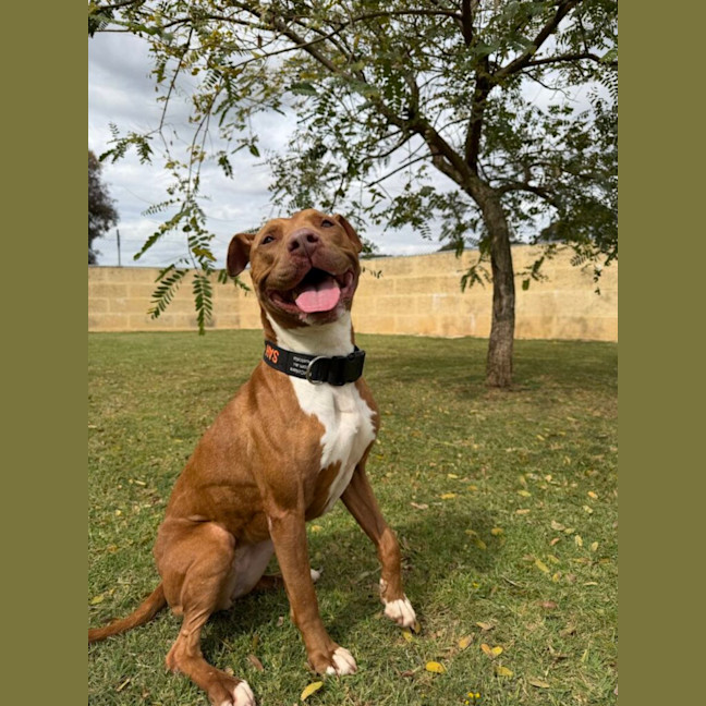 Photo of Honey