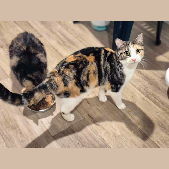 Photo of Mama Bear ** 2nd Chance Cat Rescue**