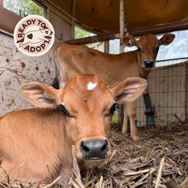 Photo of Darby & Elliot