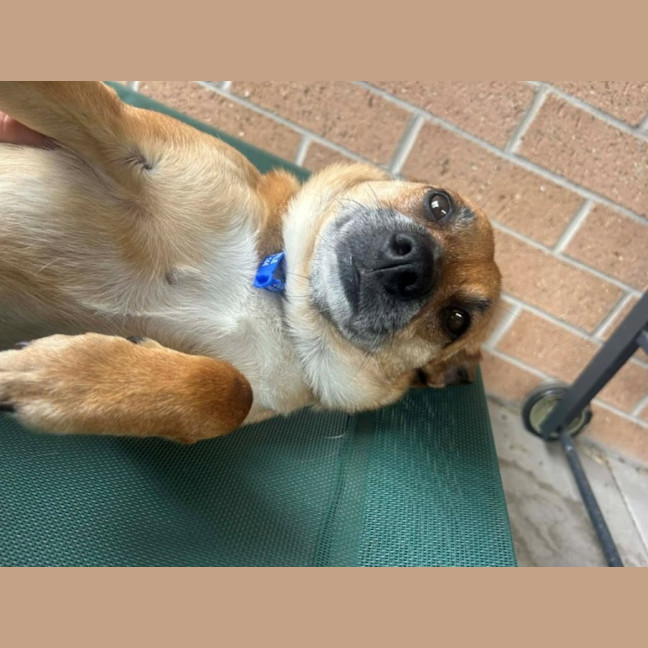 Photo of Remi   6 Year Old Jack Russell X, Girl