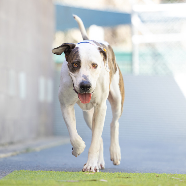 Photo of Roxy