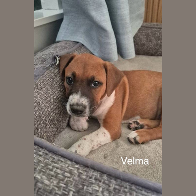 Photo of Velma