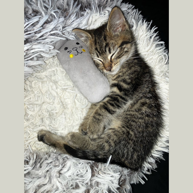 Photo of Lynx 