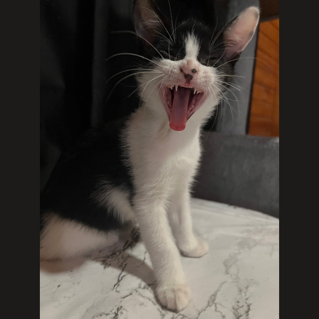 Photo of Mochi