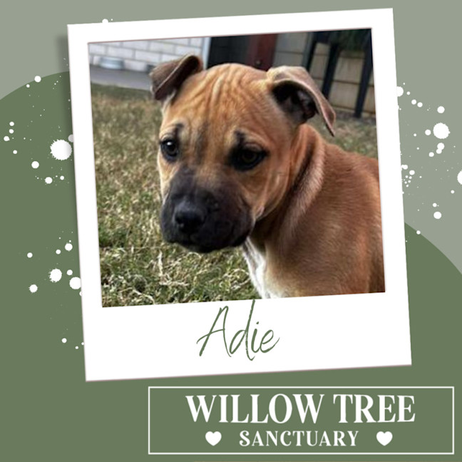 Photo of Adie
