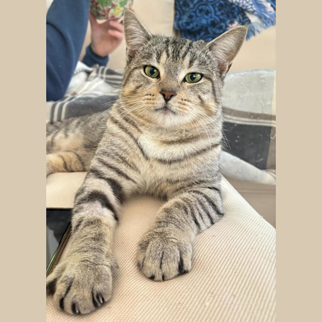 Photo of Benji   Assisted Rehoming