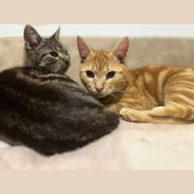 Photo of Gigi   Located In Frankston