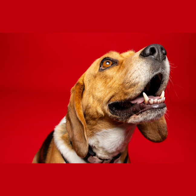 Photo of Hart   4 Year Old Beagle