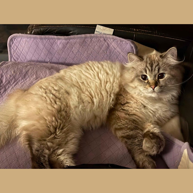 Photo of Merlin  In Foster Care In Lower Plenty