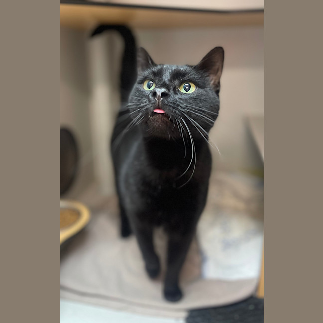 Photo of Soot