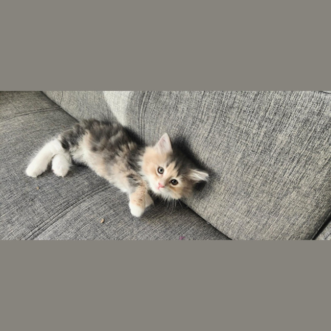 Photo of Maple