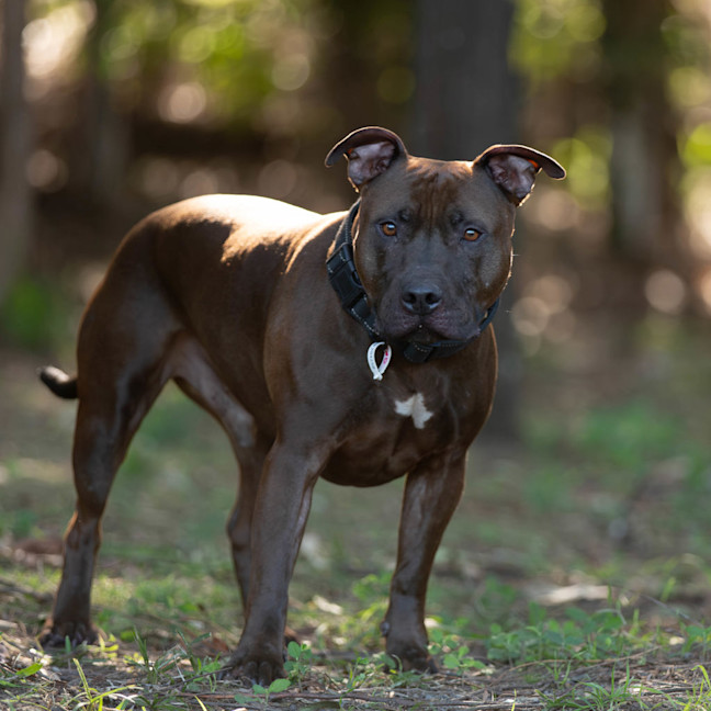 Photo of Opi