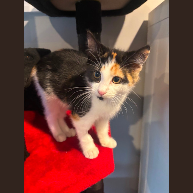 Photo of Cali
