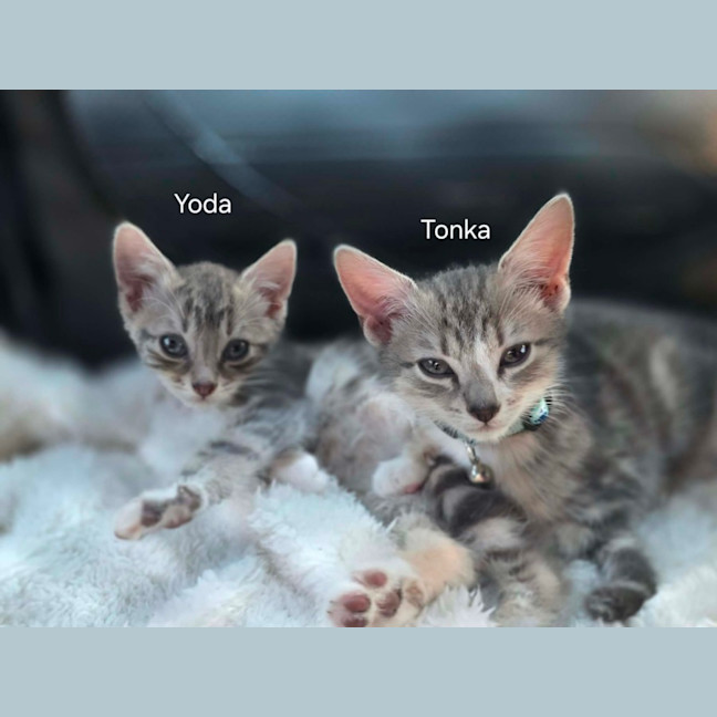 Photo of Tonka