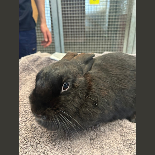 Photo of Moppsy