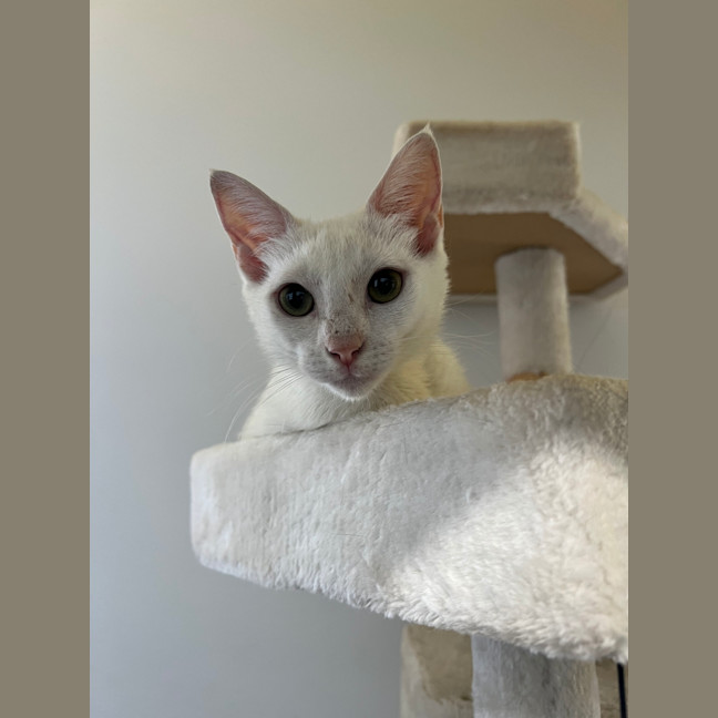 Photo of Marshmallow