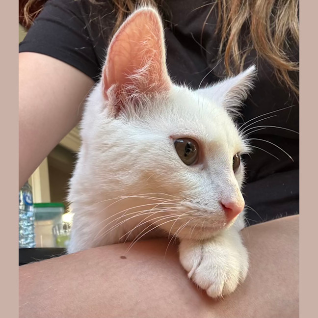 Photo of Cauliflower