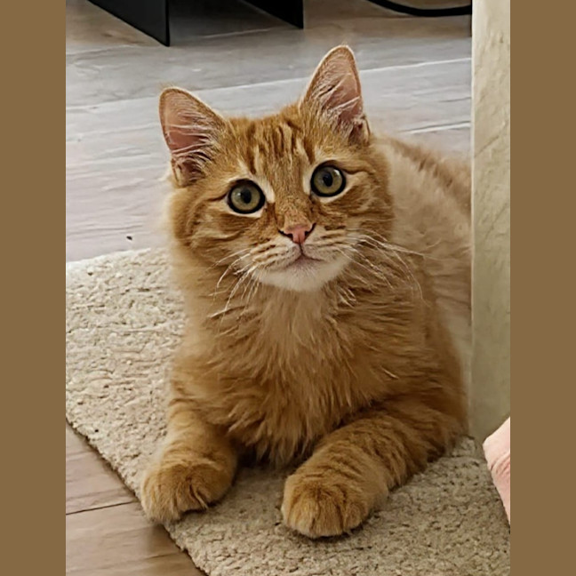 Photo of Violet