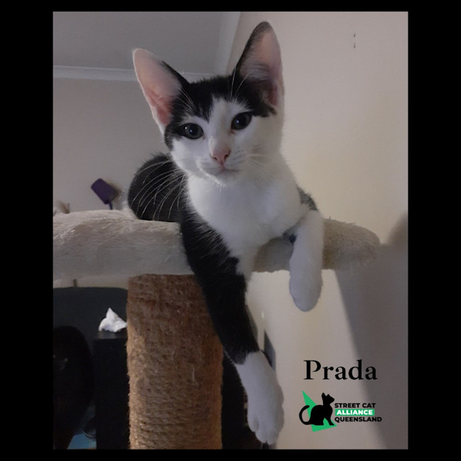 Photo of Prada