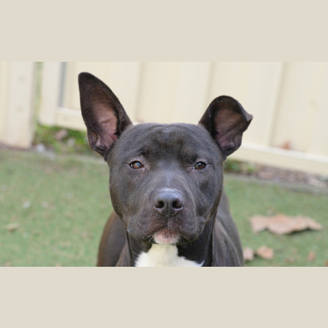 Photo of Nitro
