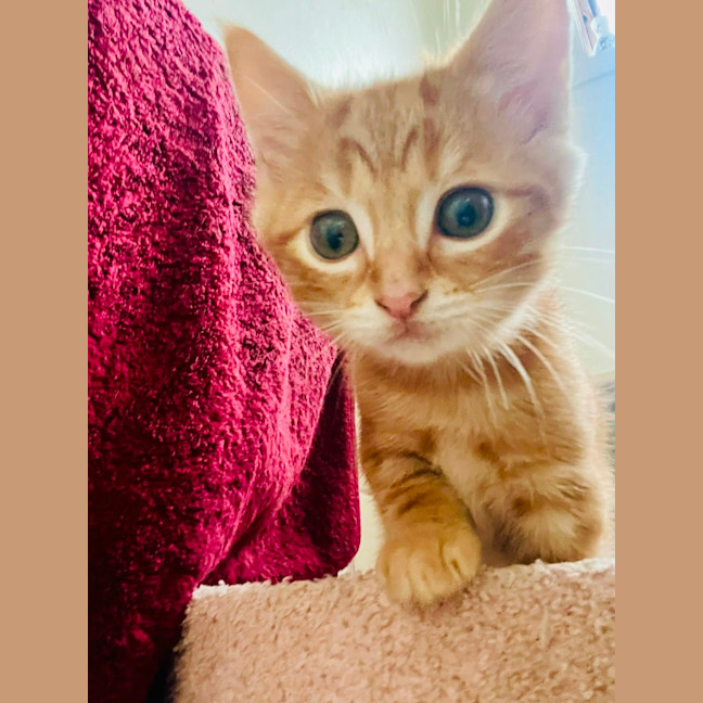 Photo of Thor