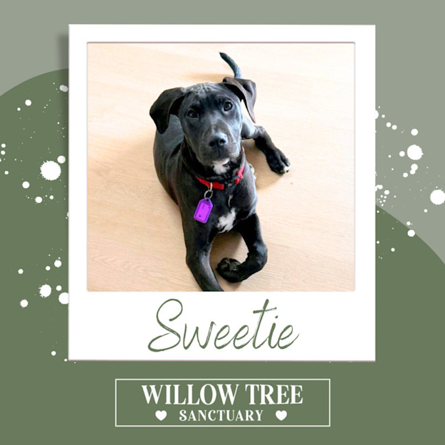 Photo of Sweetie