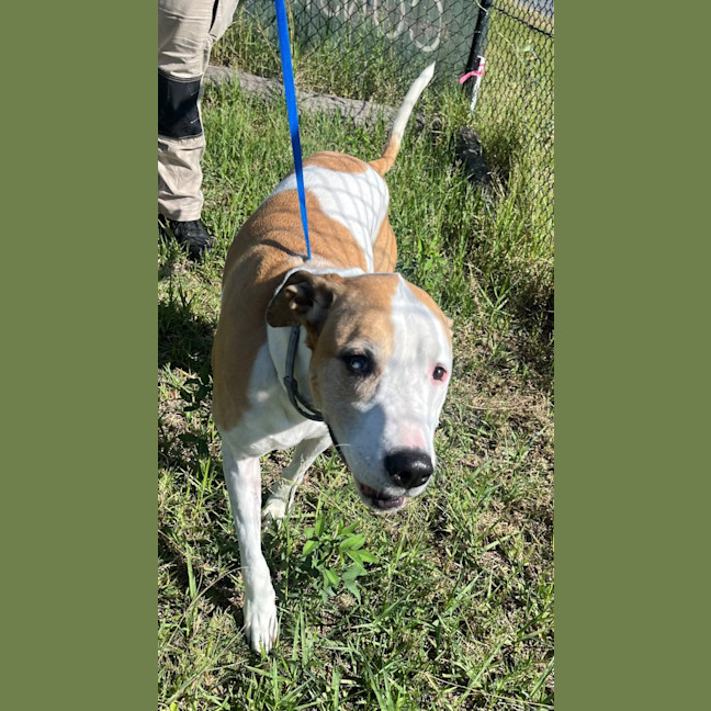 Photo of Piper (6999)