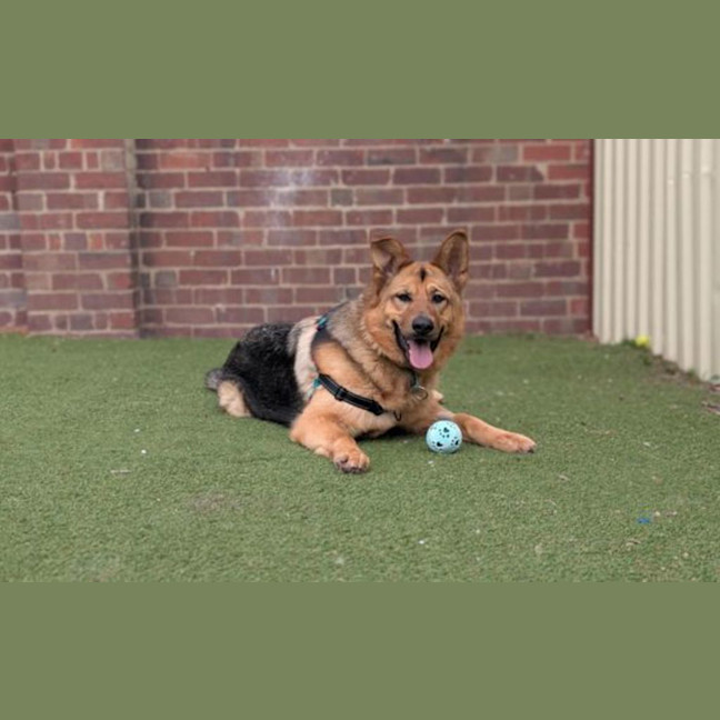 Photo of Roxy 