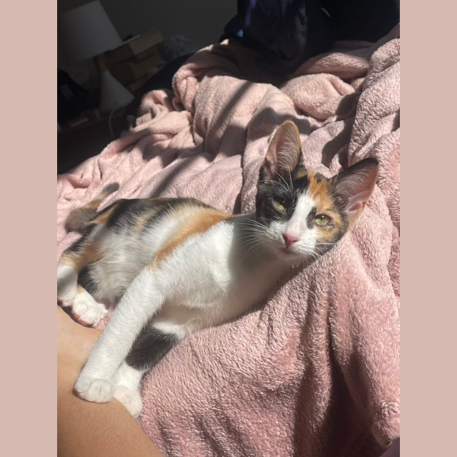 Photo of Peach