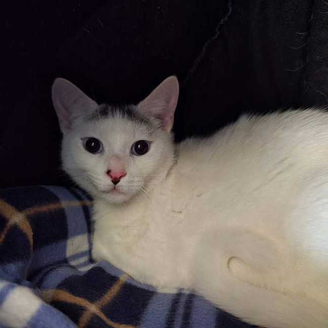 Photo of Snowball