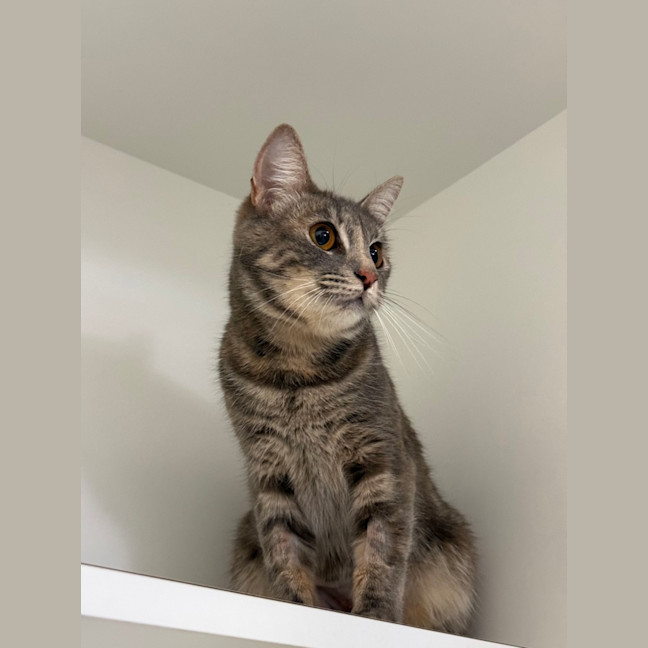 Photo of Smitten