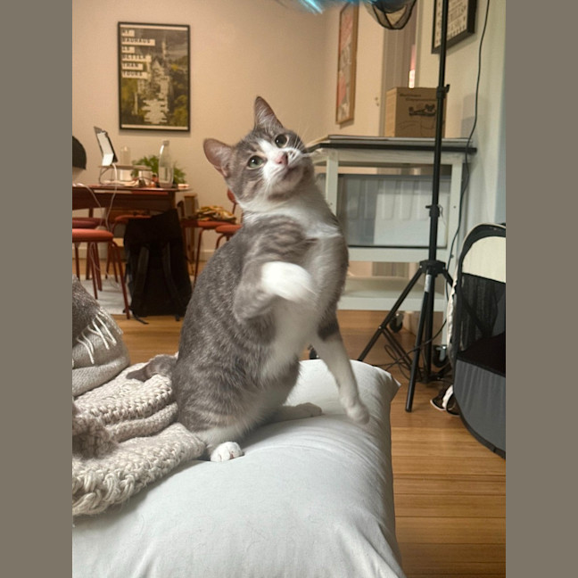 Photo of Mischa