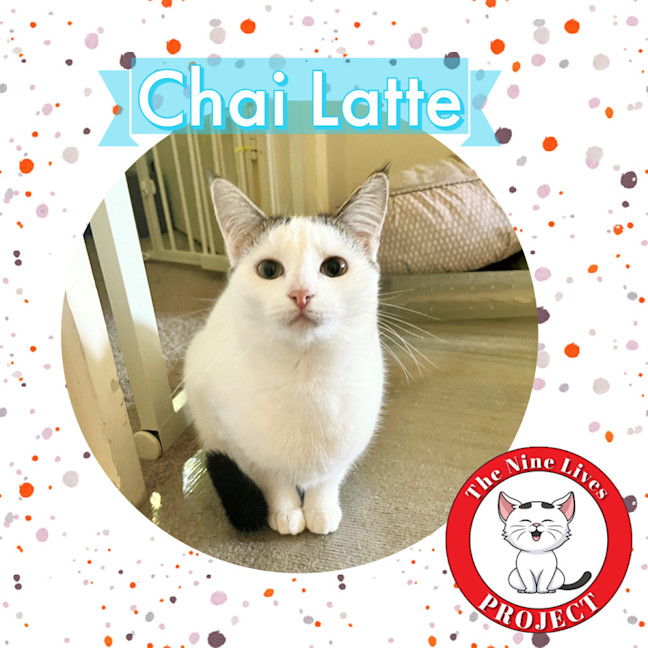 Photo of Chai Latte *9 Lives Project Rescue*
