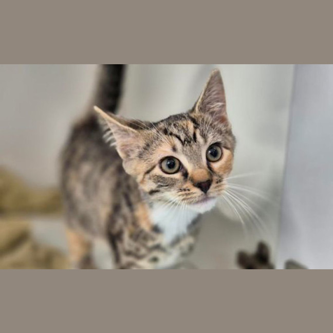 Photo of Calypso