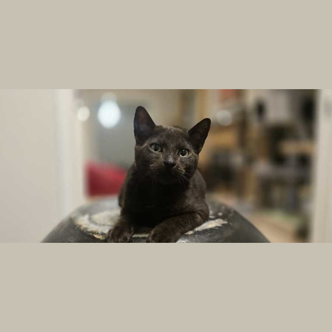 Photo of Leonardo