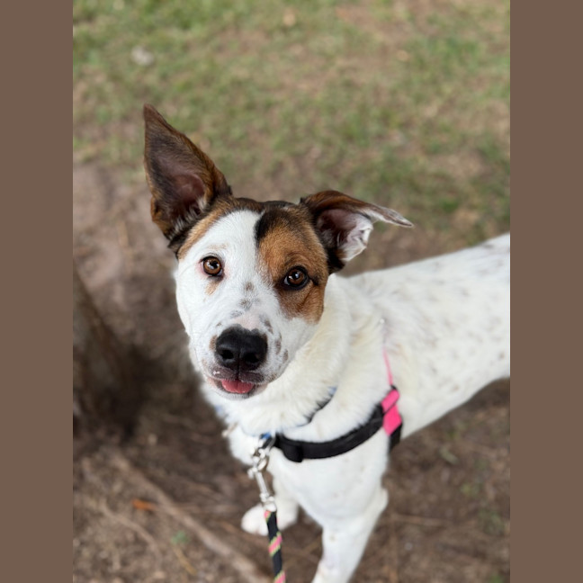 Photo of Rosie