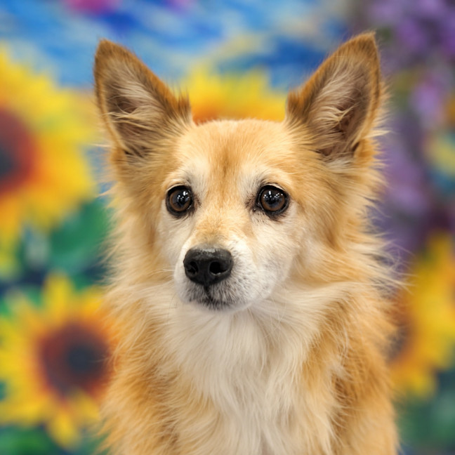 Photo of Simba