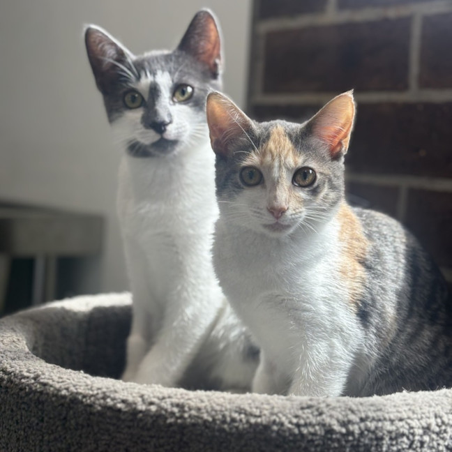 Photo of Saffron