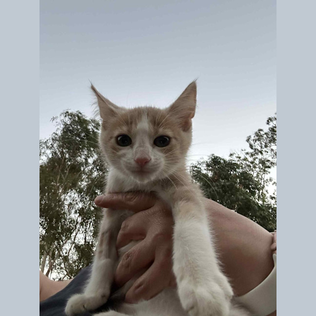 Photo of Kookaburra Aka Taittanger 