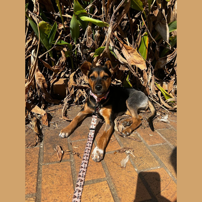 Photo of Rue