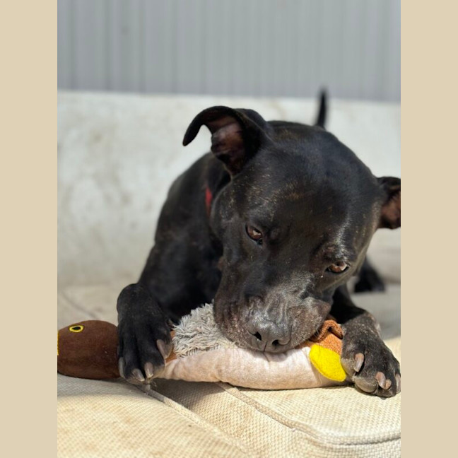Photo of Koda