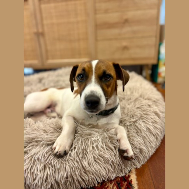 Photo of Pickles