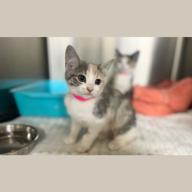 Photo of Willow 