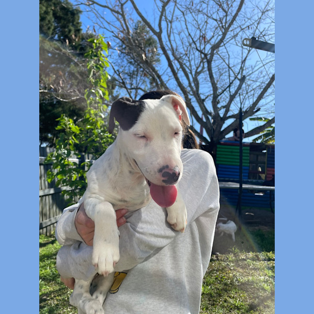 Photo of Ollie