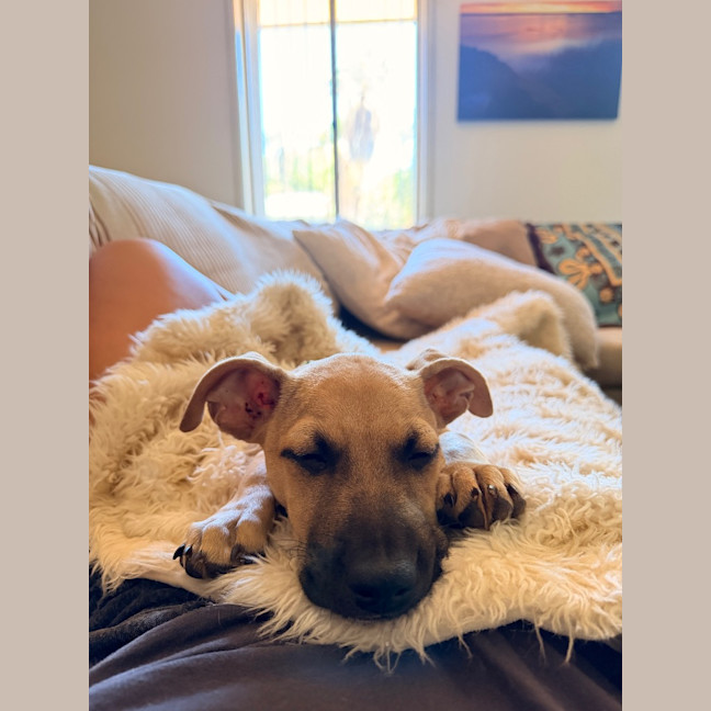 Photo of Louie