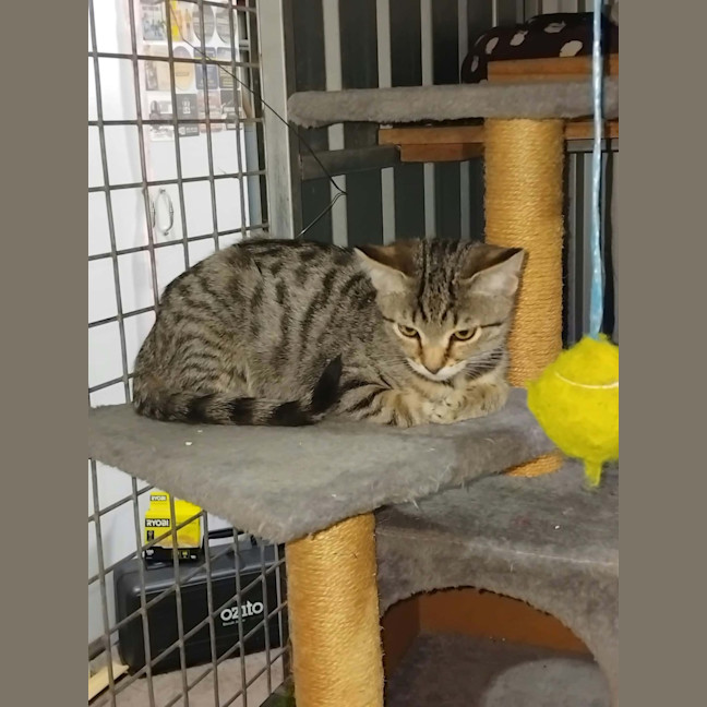 Photo of Ares